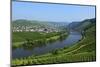 Vineyards near Trittenheim, Moselle Valley, Rhineland-Palatinate, Germany, Europe-Hans-Peter Merten-Mounted Photographic Print