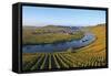 Vineyards near Trittenheim, Moselle Valley, Rhineland-Palatinate, Germany, Europe-Hans-Peter Merten-Framed Stretched Canvas