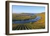 Vineyards near Trittenheim, Moselle Valley, Rhineland-Palatinate, Germany, Europe-Hans-Peter Merten-Framed Photographic Print