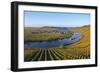 Vineyards near Trittenheim, Moselle Valley, Rhineland-Palatinate, Germany, Europe-Hans-Peter Merten-Framed Photographic Print