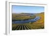 Vineyards near Trittenheim, Moselle Valley, Rhineland-Palatinate, Germany, Europe-Hans-Peter Merten-Framed Photographic Print