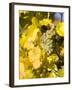 Vineyards Near Village Spitz in Wachau, Austria-Martin Zwick-Framed Photographic Print