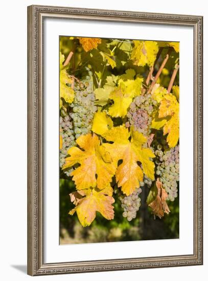 Vineyards Near Village Spitz in Wachau, Austria-Martin Zwick-Framed Photographic Print