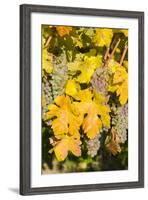 Vineyards Near Village Spitz in Wachau, Austria-Martin Zwick-Framed Photographic Print