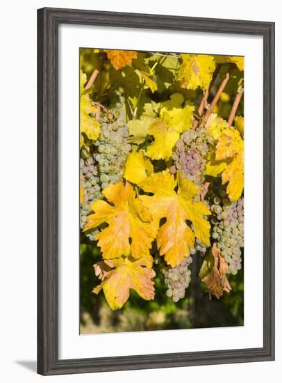 Vineyards Near Village Spitz in Wachau, Austria-Martin Zwick-Framed Photographic Print