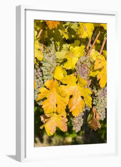 Vineyards Near Village Spitz in Wachau, Austria-Martin Zwick-Framed Photographic Print