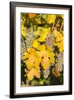 Vineyards Near Village Spitz in Wachau, Austria-Martin Zwick-Framed Photographic Print