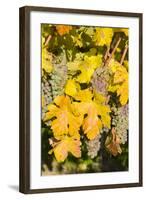 Vineyards Near Village Spitz in Wachau, Austria-Martin Zwick-Framed Photographic Print