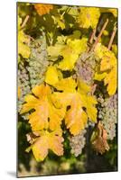 Vineyards Near Village Spitz in Wachau, Austria-Martin Zwick-Mounted Photographic Print