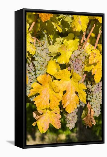 Vineyards Near Village Spitz in Wachau, Austria-Martin Zwick-Framed Stretched Canvas