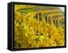 Vineyards Near Village Spitz in Wachau, Austria-Martin Zwick-Framed Stretched Canvas