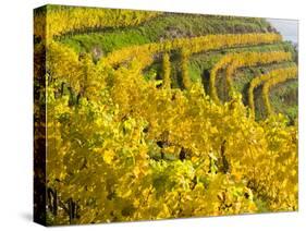 Vineyards Near Village Spitz in Wachau, Austria-Martin Zwick-Stretched Canvas