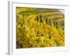Vineyards Near Village Spitz in Wachau, Austria-Martin Zwick-Framed Photographic Print