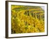 Vineyards Near Village Spitz in Wachau, Austria-Martin Zwick-Framed Photographic Print