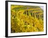 Vineyards Near Village Spitz in Wachau, Austria-Martin Zwick-Framed Photographic Print