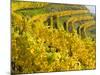 Vineyards Near Village Spitz in Wachau, Austria-Martin Zwick-Mounted Photographic Print