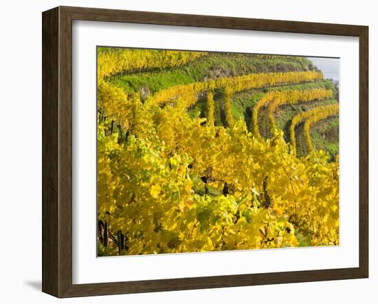 Vineyards Near Village Spitz in Wachau, Austria-Martin Zwick-Framed Photographic Print