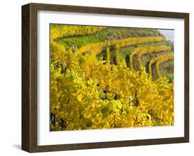 Vineyards Near Village Spitz in Wachau, Austria-Martin Zwick-Framed Photographic Print