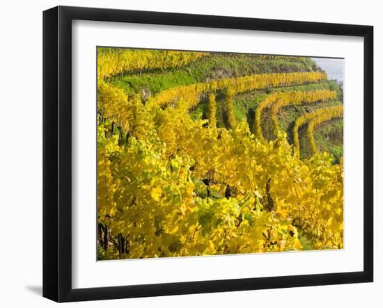 Vineyards Near Village Spitz in Wachau, Austria-Martin Zwick-Framed Photographic Print