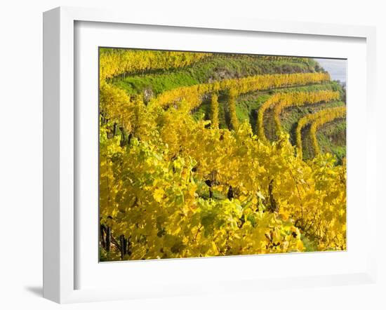 Vineyards Near Village Spitz in Wachau, Austria-Martin Zwick-Framed Photographic Print