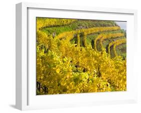 Vineyards Near Village Spitz in Wachau, Austria-Martin Zwick-Framed Photographic Print