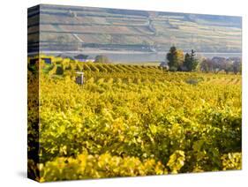 Vineyards Near Village Spitz in Wachau, Austria-Martin Zwick-Stretched Canvas