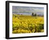 Vineyards Near Village Spitz in Wachau, Austria-Martin Zwick-Framed Photographic Print