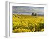 Vineyards Near Village Spitz in Wachau, Austria-Martin Zwick-Framed Photographic Print