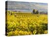 Vineyards Near Village Spitz in Wachau, Austria-Martin Zwick-Stretched Canvas