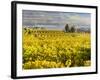 Vineyards Near Village Spitz in Wachau, Austria-Martin Zwick-Framed Photographic Print