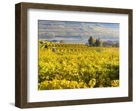 Vineyards Near Village Spitz in Wachau, Austria-Martin Zwick-Framed Photographic Print