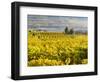 Vineyards Near Village Spitz in Wachau, Austria-Martin Zwick-Framed Photographic Print