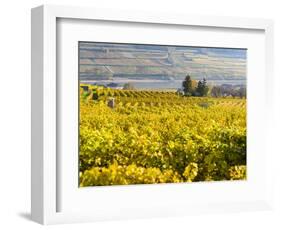 Vineyards Near Village Spitz in Wachau, Austria-Martin Zwick-Framed Photographic Print