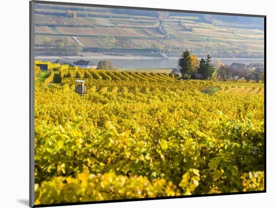 Vineyards Near Village Spitz in Wachau, Austria-Martin Zwick-Mounted Photographic Print