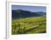 Vineyards Near Wšsendorf, Wachau, Lower Austria, Austria-Rainer Mirau-Framed Photographic Print