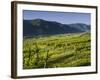 Vineyards Near Wšsendorf, Wachau, Lower Austria, Austria-Rainer Mirau-Framed Photographic Print