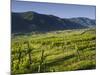 Vineyards Near Wšsendorf, Wachau, Lower Austria, Austria-Rainer Mirau-Mounted Photographic Print