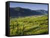 Vineyards Near Wšsendorf, Wachau, Lower Austria, Austria-Rainer Mirau-Framed Stretched Canvas