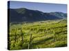 Vineyards Near Wšsendorf, Wachau, Lower Austria, Austria-Rainer Mirau-Stretched Canvas