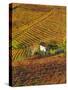 Vineyards, Nr Alba, Langhe, Piedmont (or Piemonte or Piedmonte), Italy-Peter Adams-Stretched Canvas