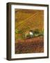 Vineyards, Nr Alba, Langhe, Piedmont (or Piemonte or Piedmonte), Italy-Peter Adams-Framed Photographic Print