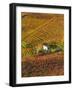 Vineyards, Nr Alba, Langhe, Piedmont (or Piemonte or Piedmonte), Italy-Peter Adams-Framed Photographic Print