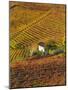 Vineyards, Nr Alba, Langhe, Piedmont (or Piemonte or Piedmonte), Italy-Peter Adams-Mounted Photographic Print