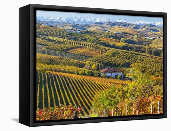 Vineyards, Nr Alba, Langhe, Piedmont (or Piemonte or Piedmonte), Italy-Peter Adams-Framed Stretched Canvas