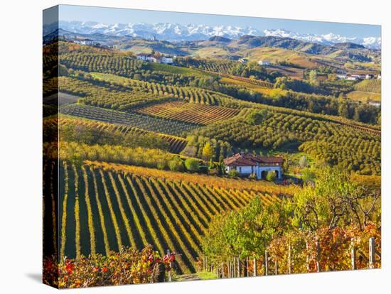 Vineyards, Nr Alba, Langhe, Piedmont (or Piemonte or Piedmonte), Italy-Peter Adams-Stretched Canvas