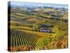 Vineyards, Nr Alba, Langhe, Piedmont (or Piemonte or Piedmonte), Italy-Peter Adams-Stretched Canvas