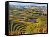 Vineyards, Nr Alba, Langhe, Piedmont (or Piemonte or Piedmonte), Italy-Peter Adams-Framed Stretched Canvas