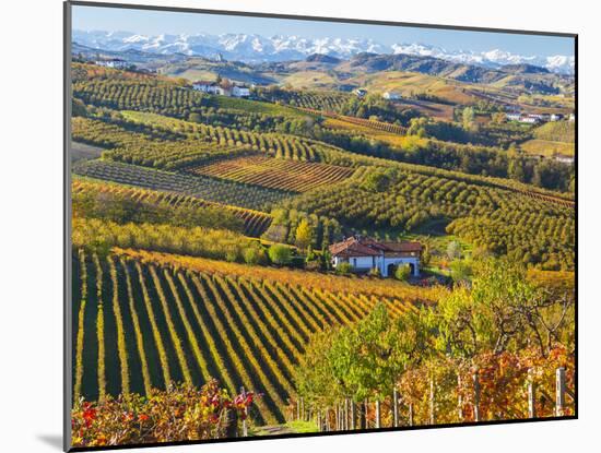 Vineyards, Nr Alba, Langhe, Piedmont (or Piemonte or Piedmonte), Italy-Peter Adams-Mounted Photographic Print