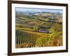 Vineyards, Nr Alba, Langhe, Piedmont (or Piemonte or Piedmonte), Italy-Peter Adams-Framed Photographic Print