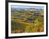 Vineyards, Nr Alba, Langhe, Piedmont (or Piemonte or Piedmonte), Italy-Peter Adams-Framed Photographic Print